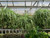 Decorated Foliage Hanging Baskets