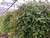 Decorated Foliage Hanging Baskets