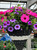 Decorated Cone Hanging Basket