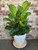 iddle Leaf Fig plant in simple pot for everyday home décor