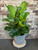 Everyday indoor Fiddle Leaf Fig with large green leaves