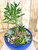 Jade Tree Garden
