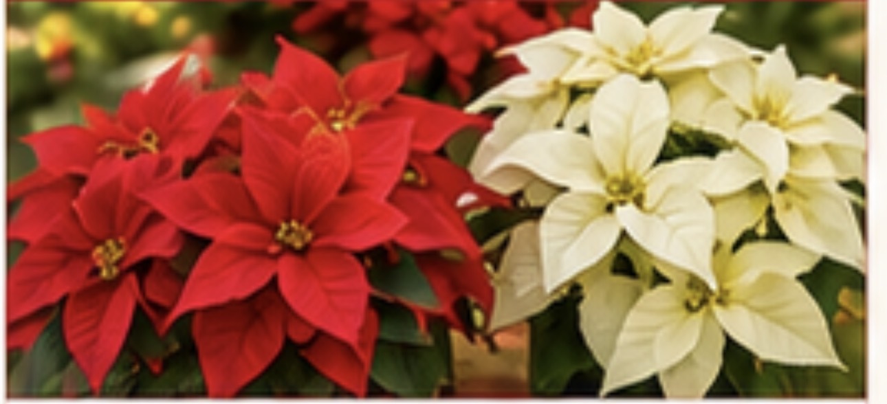 Christmas poinsettia plant fundraiser