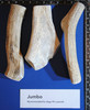 Jumbo Whole