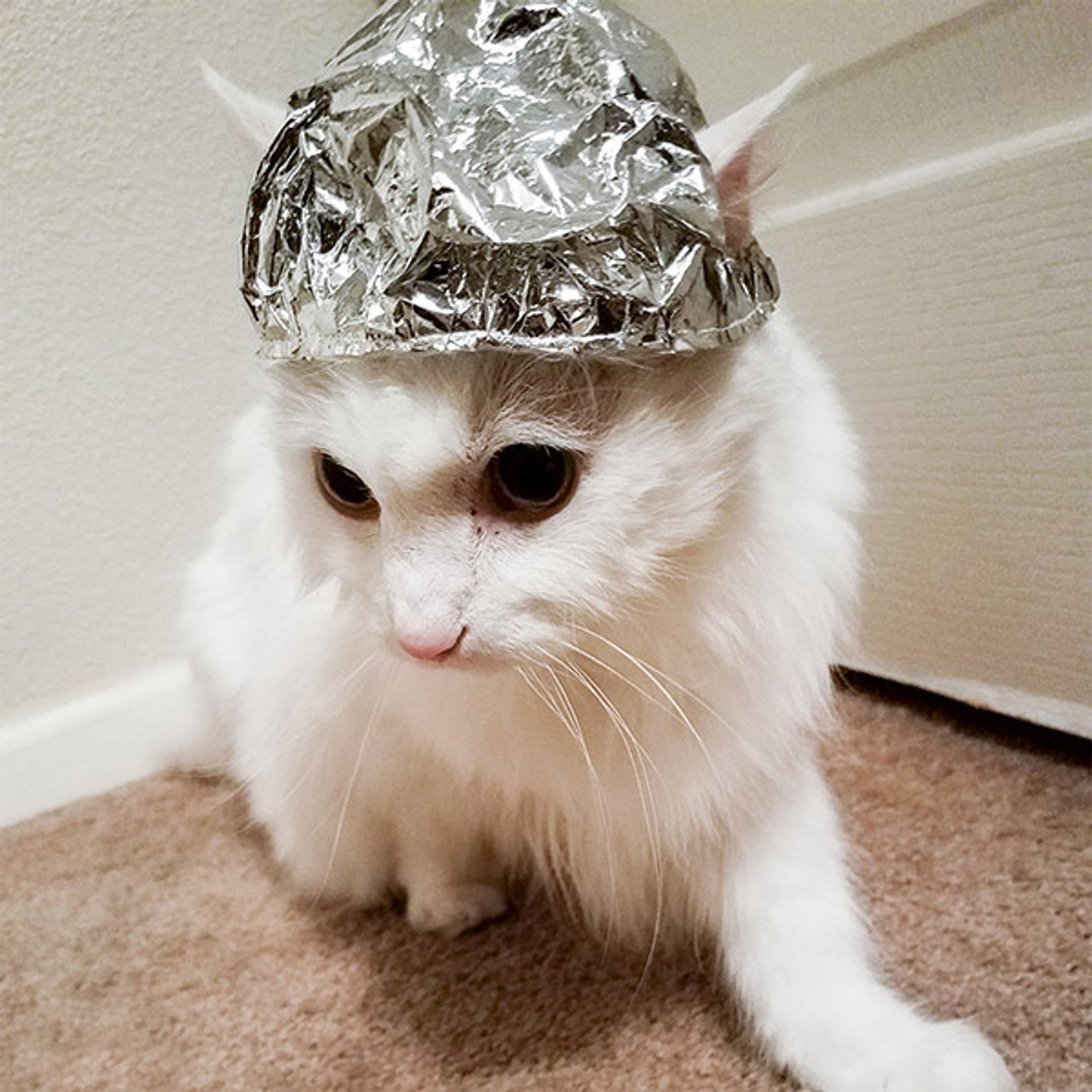 Tin Foil Hat For Cats In Funny Ts By Archie Mcphee