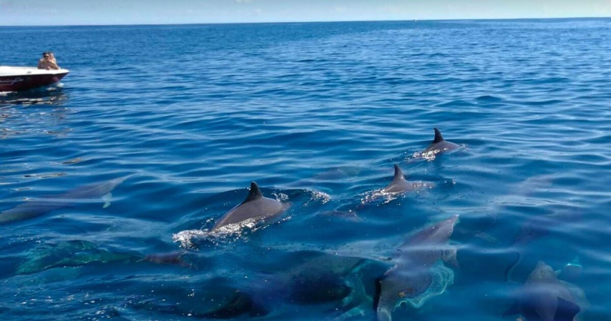 Enjoy Swimming with Dolphins