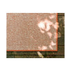 Pashio Pas6B Area Rug