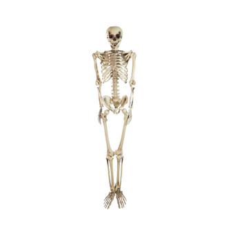Life Size Skeleton Halloween Decoration, 5'