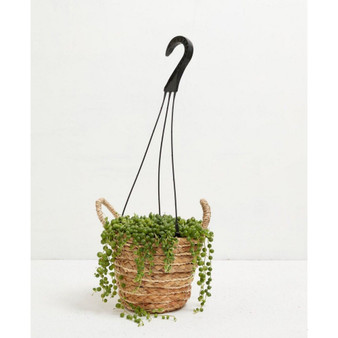 String of Pearls Senecio Rowleyanus Live Plant, 6" Hanging Basket
