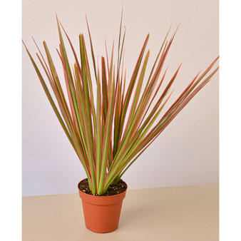 Dracaena 'Colorama' Live Plant, 4" Pot