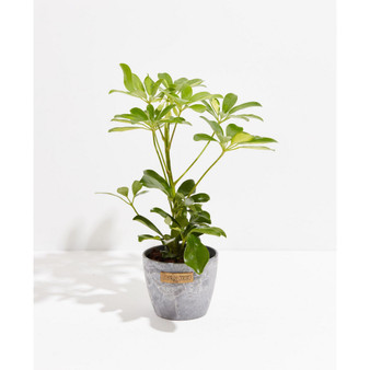 Schefflera Gold Capella Umbrella Tree Live Plant, 4" Earl Gray Eco Pot