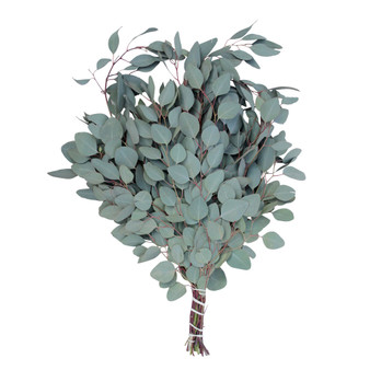 Fresh Silver Dollar Eucalyptus Bundle