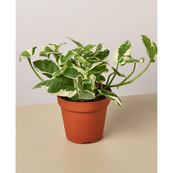 Pothos 'N'Joy' Live Plant, 4" Pot