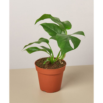 Philodendron Mini Monstera Minima Live Plant, 4" Pot