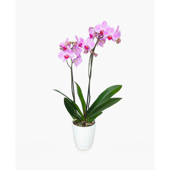 Paris Flowers Orchid Live Plant