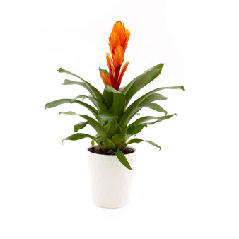 Fiery Bromeliad Live Plant