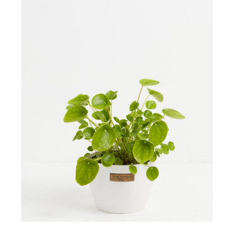 Chinese Money Pile Peperomioides Live Plant, 6" White Eco Pot