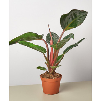 Philodendron 'Congo Rojo' Live Plant, 6" Pot