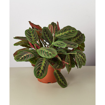 Maranta Red Prayer 'Herringbone' Live Plant, 6" Pot