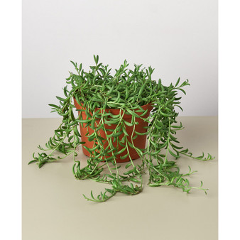 Succulent String of Bananas Live Plant, 6" Pot