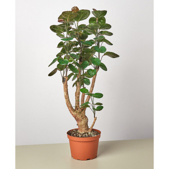 Aralia Fabian Stump 'Polyscias Scutellaria' Live Plant, 6" Pot