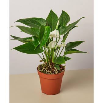White Anthurium Live Plant, 4" Pot