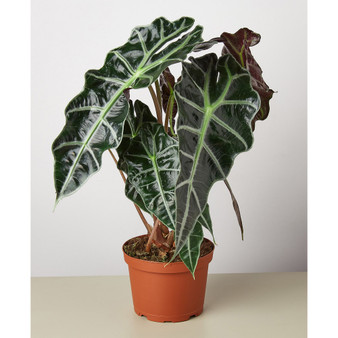 Alocasia Polly 'African Mask' Live Plant, 6" Pot
