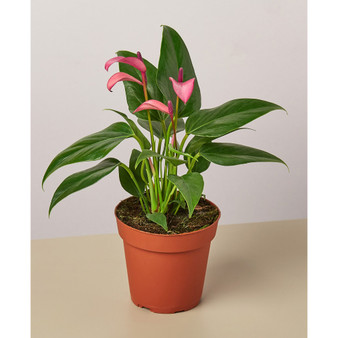 Purple Anthurium Live Plant, 4" Pot