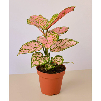 Chinese Evergreen Lady Valentine Live Plant, 4" Pot