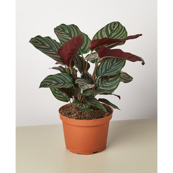 Calathea 'Ornata' Live Plant, 6" Pot