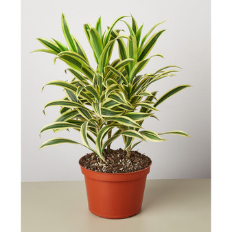 Dracaena 'Song Of India' Live Plant, 6" Pot