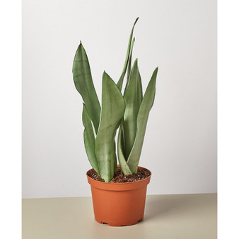 Snake Plant Moonshine Live Plant, 6" Pot