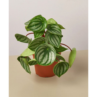 Peperomia Watermelon Live Plant, 4" Pot