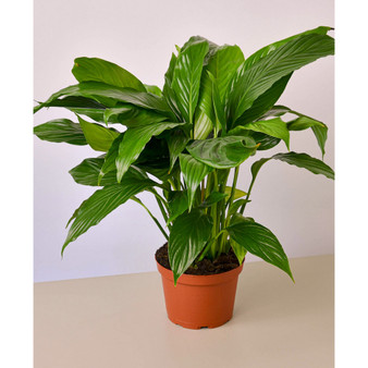 Spathiphyllum 'Peace Lily' Live Plant, 6" Pot