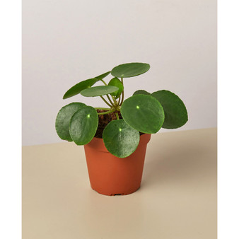 Pilea Peperomioides 'Chinese Money' Live Plant, 4" Pot