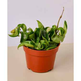 Hoya Rope Live Plant, 4" Pot