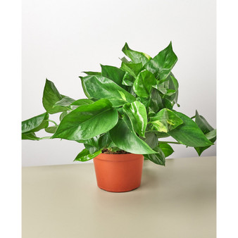Pothos Golden Live Plant, 6" Pot
