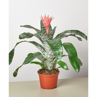 Bromeliad 'Silvervase' Live Plant, 6" Pot