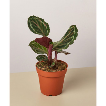Calathea Roseopicta 'Medallion' - 4" Pot
