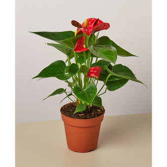 Red Anthurium Live Plant, 4" Pot
