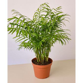 Parlor Palm Live Plant, 6" Pot