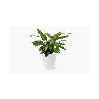 Calathea Wavestar Live Plant