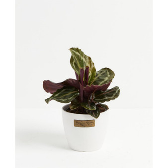 Peacock Calathea Roseopicta ‘Medallion’ Live Plant, 6" White Eco Pot