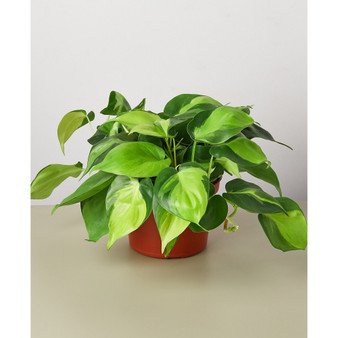 Philodendron Hederaceum 'Brasil' Live Plant, 6" Pot