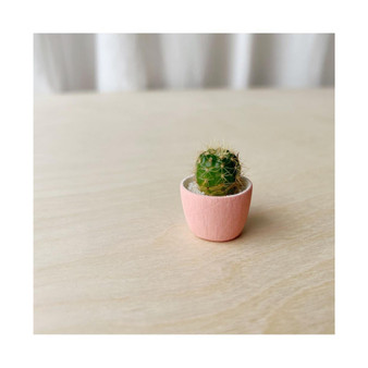 Frank Mini Cactus Kit