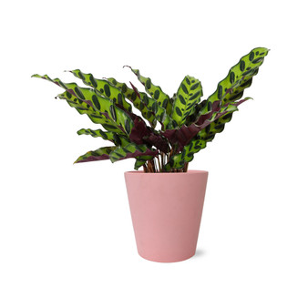 Meet Cute Live Plants