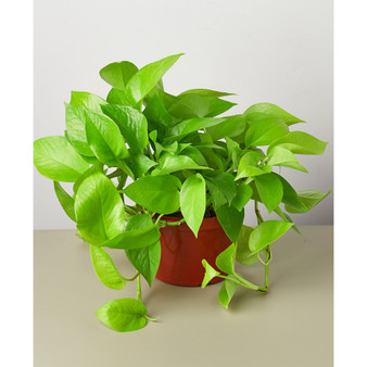 Pothos 'Neon' Live Plant, 6" Pot