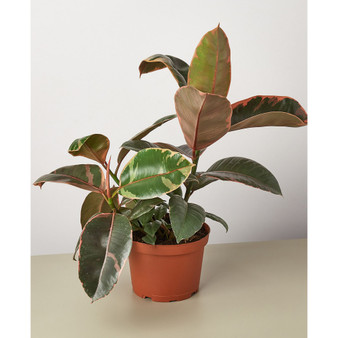 Ficus Ruby Pink 'Elastica' Live Plant, 6" Pot
