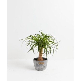 Ponytail Palm Live Plant, 6" Earl Gray Eco Pot