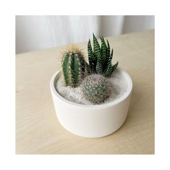 Friends Forever Cactus Trio Kit